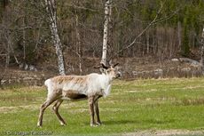 Rentier (4 von 8).jpg